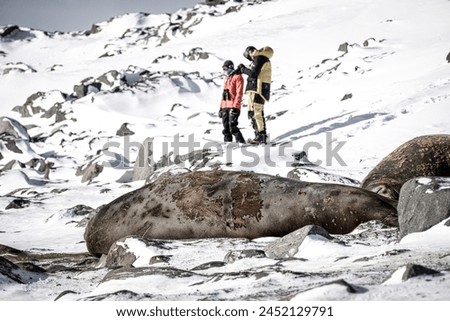Elephant seals resting in their Antarctic wallow before the sea ice sets in for the winter