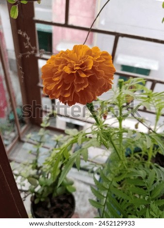 Marigold plant, shows the beauty of nature, and refine the air. Best beauty of garden.