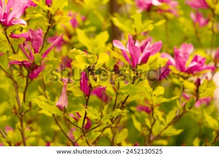 Magnolia flowers pink, purple, tree, natural, fine, green, nature, small flowers, gardens, plants, fresh