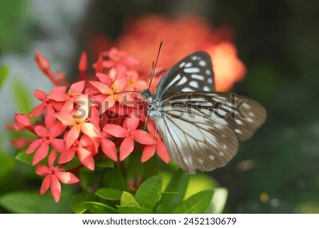 Close up The brown glassy tiger butterfly on pollination of red asoka flowers