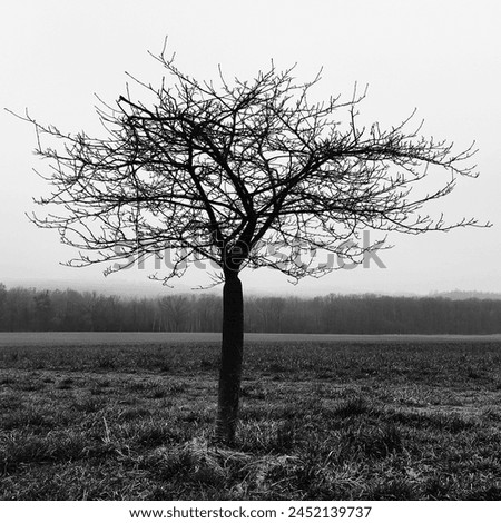Lonely tree in morning time, large field, forest and heaven, magical atmosphere, cold weather, outside, black and white photography