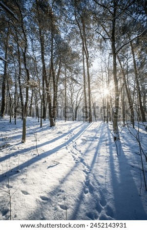 winter snowy landscape in a european forest on a sunny day