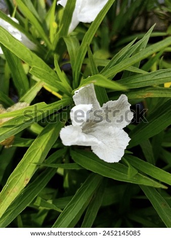 Photo of the Ruellia simplex flower plant