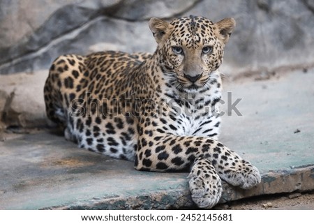The leopard tiger is cute and speed wildanimal in zoology.