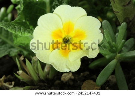 Primula vulgaris
We do not make this statement because of its appearance, you will understand as we explain its benefits. Although Primula Vulgaris does not have its full Turkish name, some sources ca