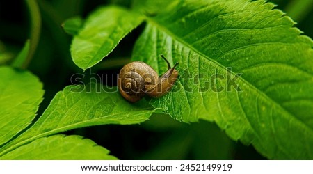 Snail is the common name given to members of the mollusc class Gastropoda. In the strict sense, a "snail" is a gastropod that has a coiled shell in the adult stage. In the broadest sense, which is als Royalty-Free Stock Photo #2452149919