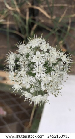 Close up white flower pictures
