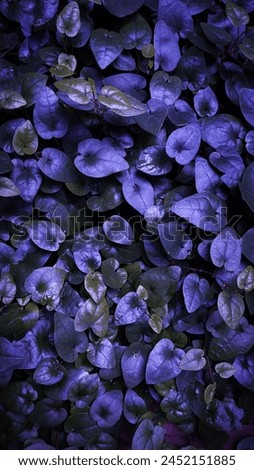 A bunch of purple leaves give the nature-realistic vibe. The highlight is composed in order to point out the natural aspect from the picture.