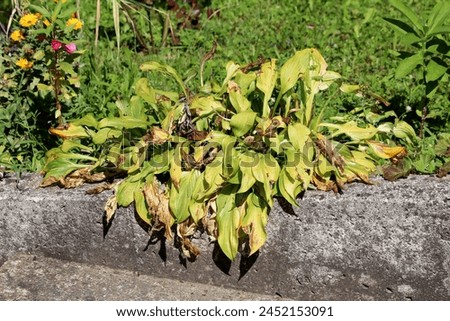 Plantain lily or Hosta or Giboshi or Heart leaf lilies herbaceous perennial foliage plant with partially shriveled and dried broad lanceolate ribbed leaves growing in form of small bush Royalty-Free Stock Photo #2452153091