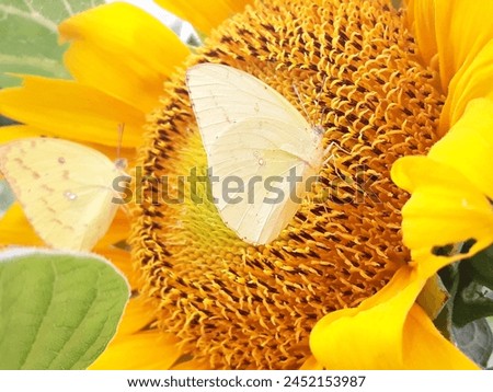 yellow sunflower meet butterflies , butterflies background , yellow sunflower background