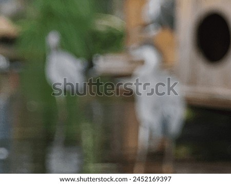 Animal birds blurred background photography