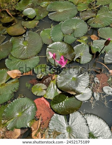  Lily flowers and green leaves in a pond