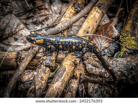 Fire salamander standing on dry branches in a forest environment. The salamander is protected by law as an endangered reptile species and is more interesting than it looks. 