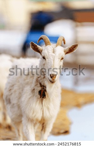 Goats seem at ease, peacefully grazing and exploring their surroundings. Vertical photo