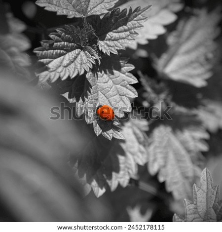 Beautiful grey nature and colored element, red ladybug on grey leaves, red beetle and black and white plants, outdoor