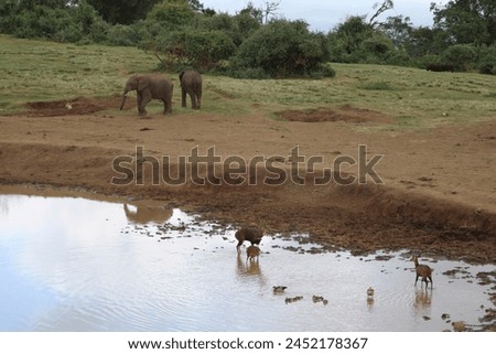 The animals in Kenya (Africa)