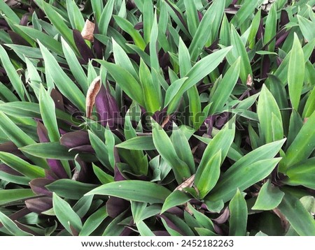 Tradescantia spathacea, also called the oyster plant, boatlily or 'Moses-in-the-cradle' full frame