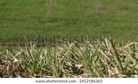 A closeup shot of the grass on your lawn showing signs that it needs to be r crewed, emphasizing how underslide is conveying lifeless and withered plants. Сlose up of worn and yellowing grass 