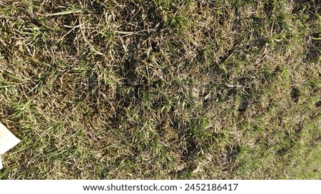 A closeup shot of the grass on your lawn showing signs that it needs to be r crewed, emphasizing how underslide is conveying lifeless and withered plants. Сlose up of worn and yellowing grass 