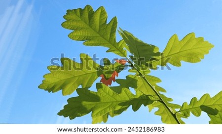 Oak tree branchlet close-up with green leaves and blue sky background. Environmental protection and forest natural regeneration image. Abstract outdoor photography with natural sunlight illumination. Royalty-Free Stock Photo #2452186983