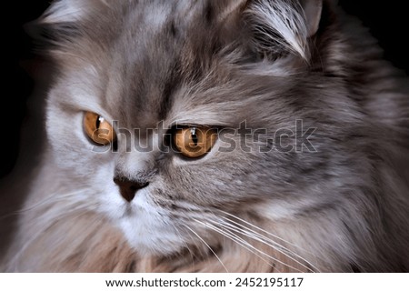 Portrait of a cute domestic cat, wallpaper, background