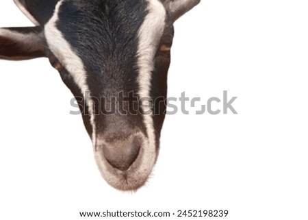 A picture of a goat's mouth