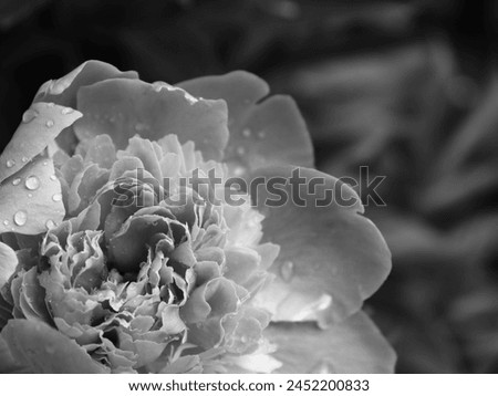 Peony blossom with raindrops on open petals. Abstract floral image macro with sentimental theme in black and white colors. Fresh garden bud opening after a rainfall with soft sunlight illumination.