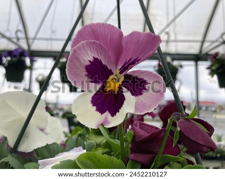 A blooming pansy in a hanging pot. The colors of the petals are mixed with white, raspberry, and, in the center, dark purple. A white pansy and a raspberry pansy are on either side of the mixed pansy.