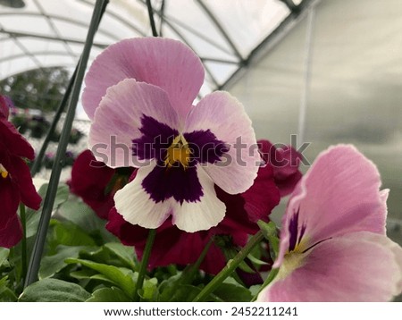 Blooming pansies in a hanging pit. The center pansy is colored like a sunrise. The colors go from a light purple at the top to a cream color at the bottom.