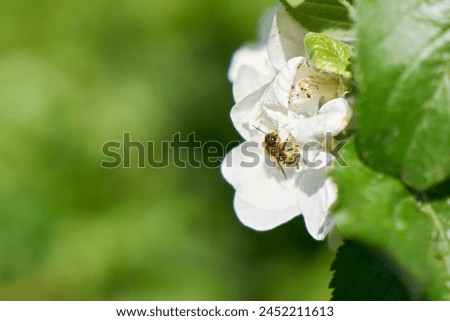    Wild bee on an apple tree blossom in spring with text space on the left side of the picture                            