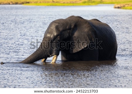 A single elephant bathing and drinking in the Chobe River. Chobe National Park, Botswana, Africa. Tourim and vacations concept.