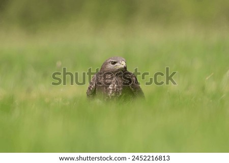 Common buzzard - Buteo buteo on ground in spring green grass. Green background. Photo from Lubusz Voivodeship in Poland.