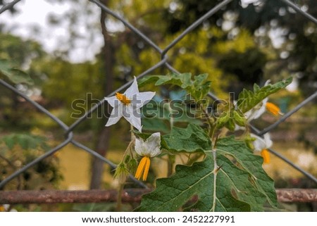 A very beautiful bringal agriculture farm picture blooming in backyard kitchen gardening, Eggplant flower close up with green fresh foliage leaves countryside of Bangladesh 