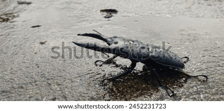 animals in the mountains on a black background