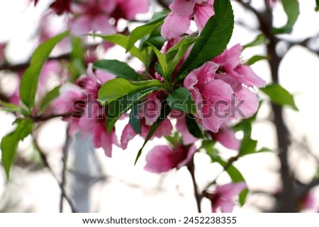 A photo of colorful spring flowers
