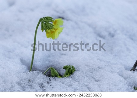 Cowslip in the snow. Cold weather with snowfall in spring