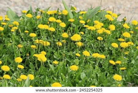 Dandelion (Taraxacum officinale) grows in the wild in spring Royalty-Free Stock Photo #2452254325