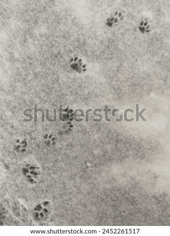 cat paws in the snow