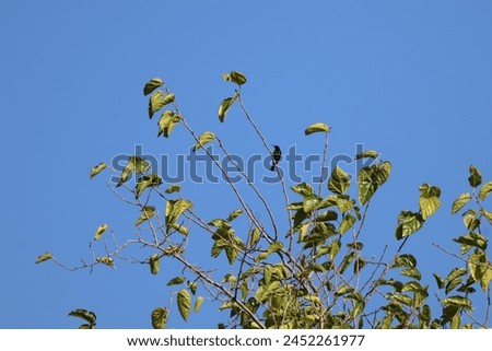 Violet Sunbird sitting in the tree tops