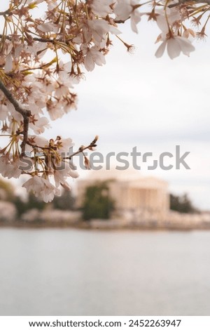 Cherry Blossoms frame a defocused Jefferson Memorial Washington DC