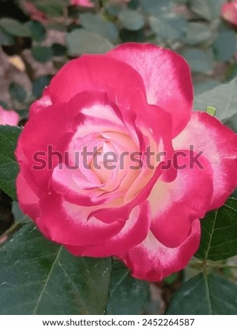 image of double shaded rose with leaves.