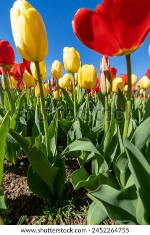 Wide angle perspective of tulips, looking up from the ground. Burnside Farms in Northern Virginia