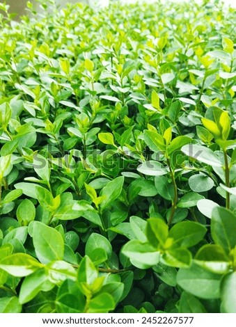Buxus sempervirens is an evergreen shrub or small tree growing up to 1 to 9 m (3 to 30 ft) tall, with a trunk up to 20 centimetres (8 in) in diameter (exceptionally to 10 m tall and 45 cm diameter). Royalty-Free Stock Photo #2452267577