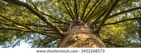 View to the sky through the branches of a tree, stock photo
