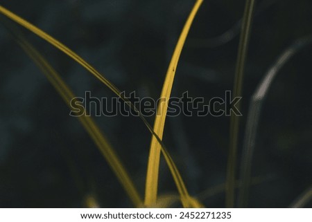 play of light in the grass, abstraction