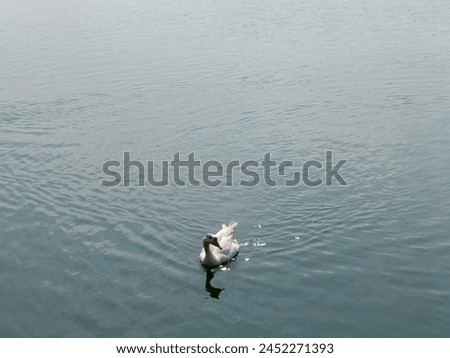 view of white swans swimming in the lake with green lake water in the background during the day