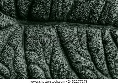 Alocasia melo leaf close up with isolated grey background