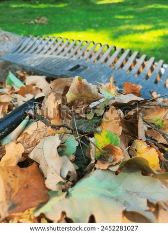 A black metal garden rake with a wooden handle rests on a vibrant pile of autumn leaves in a serene park setting. The sunlight enhances the colors, creating a peaceful and picturesque image.