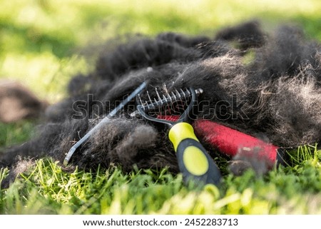 Close up of black dog fur in the grass after grooming, with a yellow-handled undercoat remover and a red-handled comb, sunny spring, blurred background Royalty-Free Stock Photo #2452283713