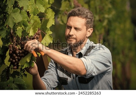 wine maker cutting grapevine with garden scissors, winery Royalty-Free Stock Photo #2452285263